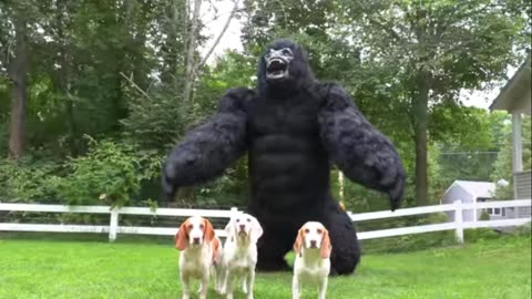 Dogs Meet GIANT Gorilla! Funny Dogs, Potpie & Indie vs Giant Gorilla Prank