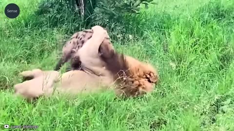 Hyena's Tragic Fate_ Lion Wipes Out Entire Family _ Wild Animals