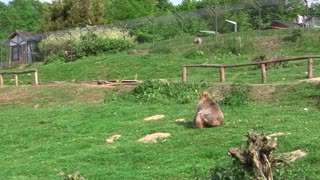 Monkey wanted to attack the child