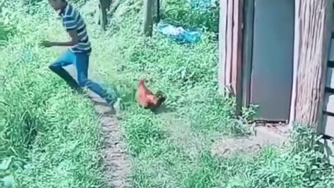 That's What Fear Of The Rooster Is