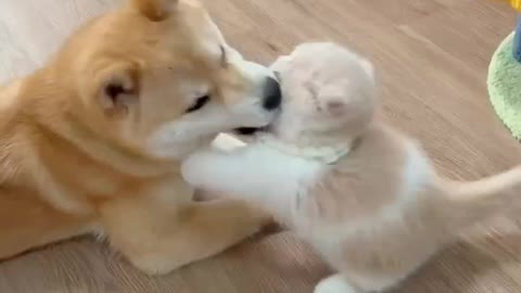 Cat and Dog Fight.