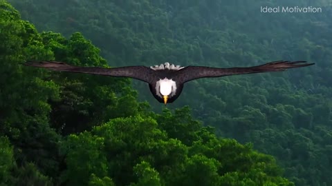 The Eagle Mentality-Best Motivational Video