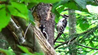 Woodpeckers