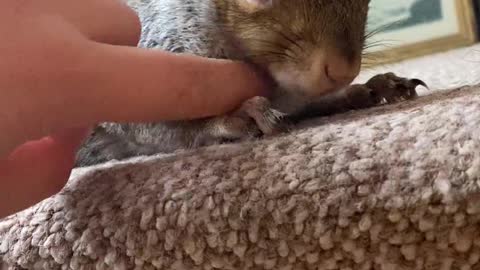 Walmer the Rescue Squirrel Waits for Scratches