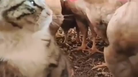 Funny cats vs chicken
