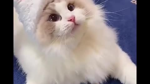 FUNNY VIDEOS OF CATS