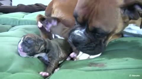 Dog has amazing birth while standing