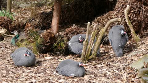 Guinea fowl popular video