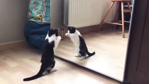 Animated Video, cat chasing its own reflectio!