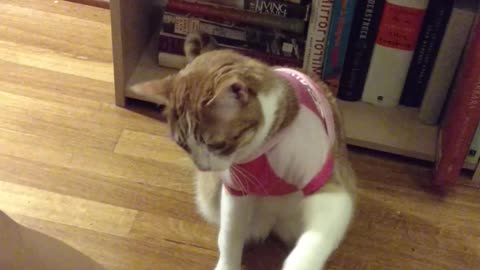 Amadeus the cat shows off all of his tricks