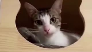 Best funny Cats and Dogs video