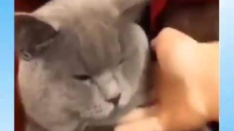 Funny cats and their training in funny way