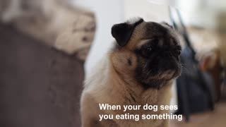Funny Pug Video