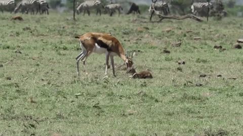 Newborn gazelle