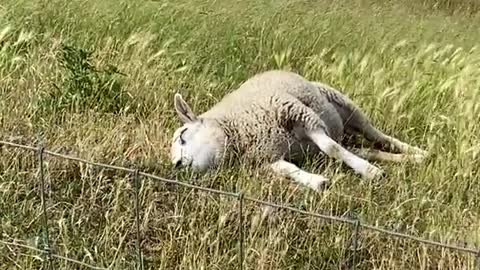 Lazy Sunday Sheep