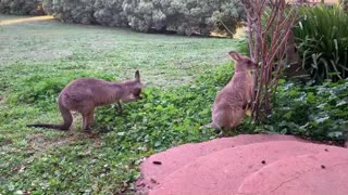 Kangaroos Practice Social Distancing