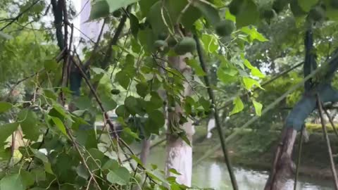 Green leaves floating in the wind