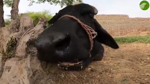 Exploring the Intriguing Realm of Bovine Digestion - An Enchanting Cow Lounging Beneath a Tree