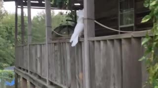 Emotional homecoming after Cockatoo has been away for a year