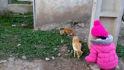 Funny Cute Hungry cats