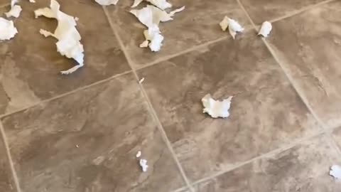 Guilty Husky Tries To Blame Other Dog!