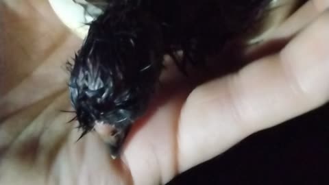 Baby Silkie Chick Hatching In My Hand Part 3