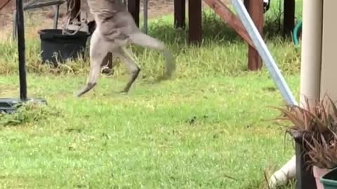 kangaroo play on swing
