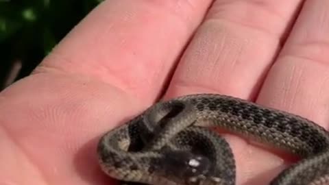 snake small |#rumble #youtube |#snake #pets #birds