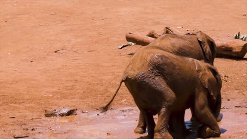 baby elephants playing and having fun