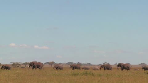 Spectacular shot of elephants migrating across the Serengeti plains