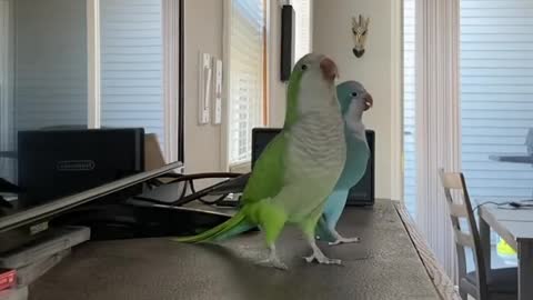 Tow parrots turned around
