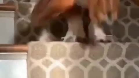 Funny Dogs going and falling down stairs 2022