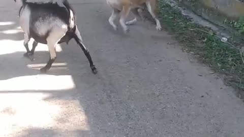 Dog vs goat real funny video