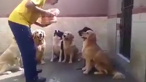 Cute doge vs human behaviour diffrence