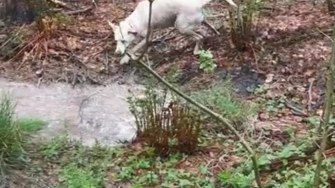 Pup running around in the mud, living her best life
