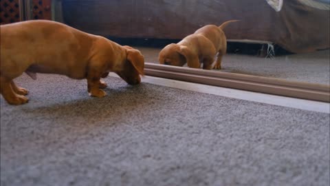 Frustrated Puppy Fights Its Reflection