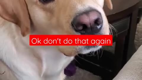 Cute dog videos