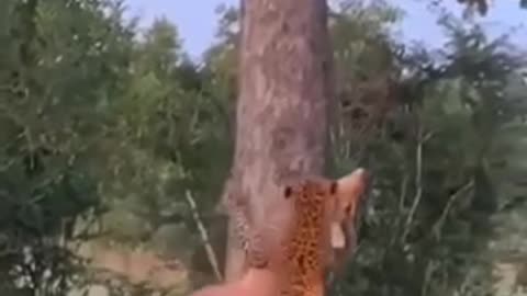 Predatory Tiger