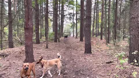 House kicks tree, farts on dogs then runs away