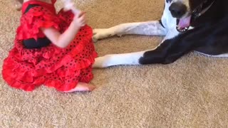 Great Dane Botti playing with Barbies