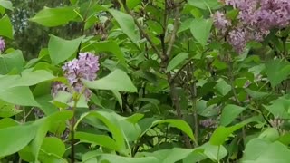 Beautiful tiger swallowtail butterflies on lilac bush