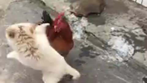 Chicken vs dog 🐕 fight