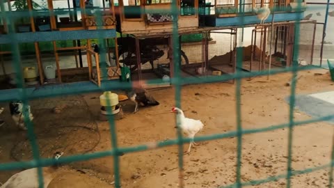 chicken farming in masjid mini zoo