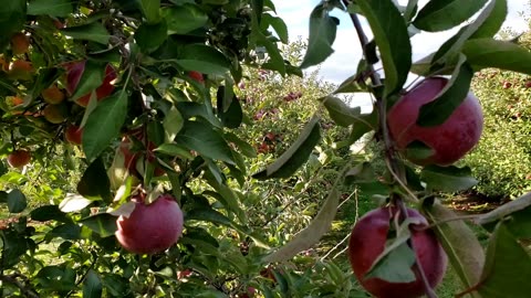 Red Apple Trees in an Apple Farm 2023