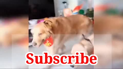 Dogs funny 😂 rection dog funny