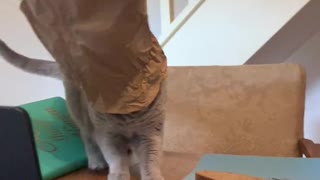 Kitty Steps off Table After Getting Head Stuck in Paper Bag