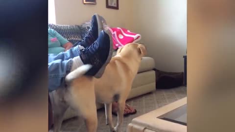 Try Not To Laugh At This Ultimate Funny Dog Video Compilation