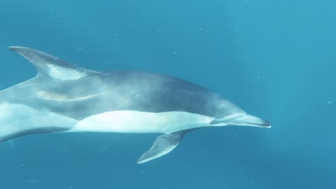 dolphin in the sea m