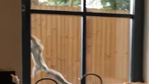 White squirrel tries to jump on window but fails