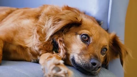 Cute dog sleeping time